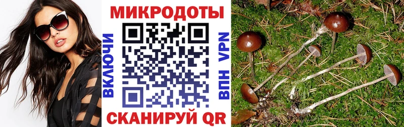 мега ссылки  Саяногорск  Галлюциногенные грибы Psilocybe 